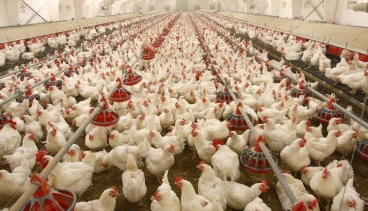 Poultry Farm 2 750x430 
